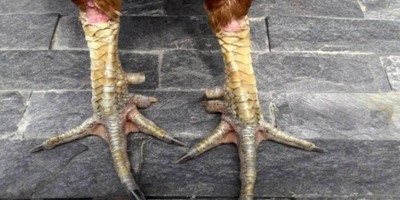 Vảy gà còn có vai trò trong việc duy trì sức khỏe của các chiến kê