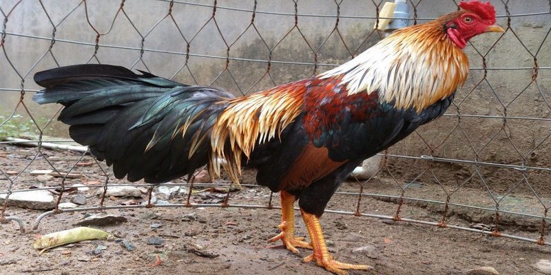 Khi thực hiện cách ép cân gà đá hiệu quả bạn cần chuẩn bị một số thứ