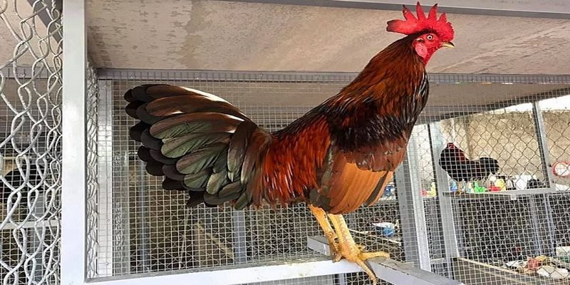 Chế độ ăn uống cũng đóng vai trò cực kỳ quan trọng khi bạn ép cân gà
