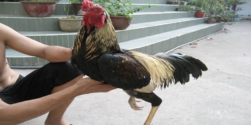 cách ép cân gà
