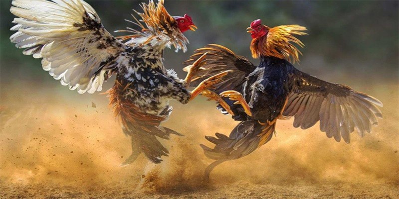 Đá gà cựa tròn cũng là một trong những loại hình khá được yêu thích hiện nay