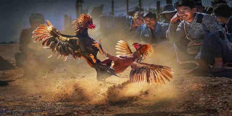Tìm hiểu thông tin về gà đá trước mỗi trận đấu để bạn đưa ra phán đoán chuẩn
